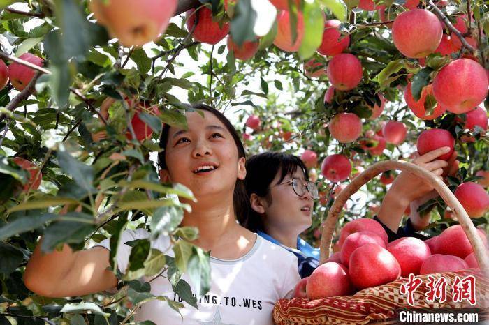 延安苹果粤语版
:陕西聚力打造9大产业链 特色产业成农业发展“引擎”