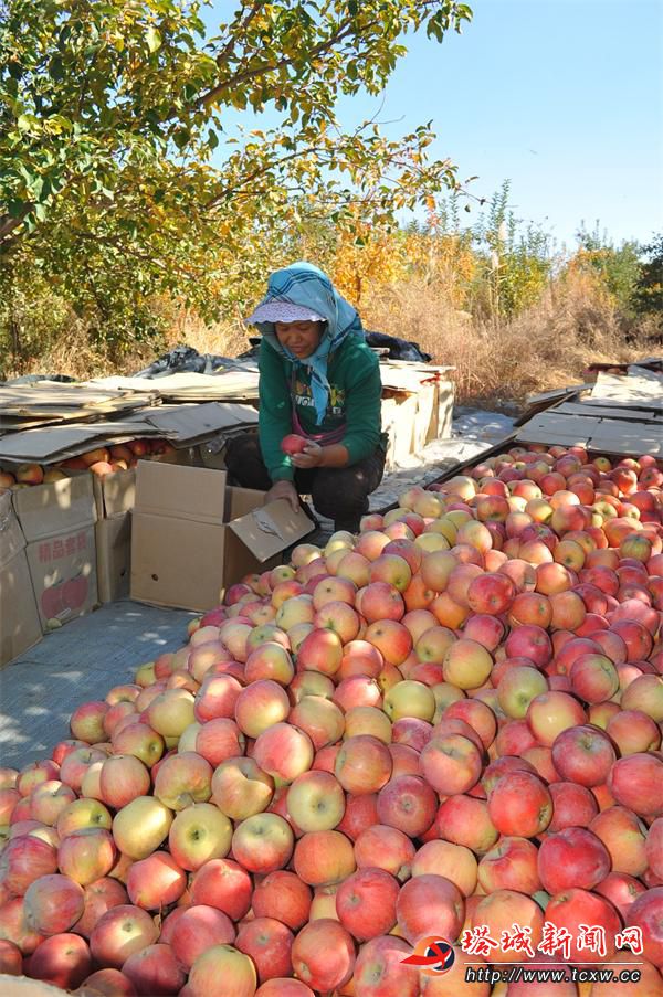 种植苹果价格行情新闻今日红富士苹果价格行情
