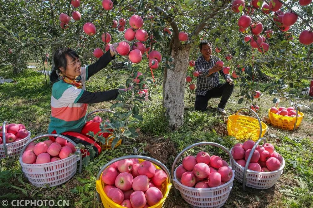 龙口苹果产业新闻山东烟台苹果几月份成熟上市-第1张图片-太平洋在线下载
