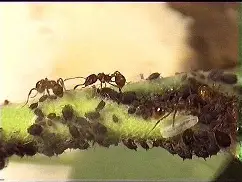 蚂蚁性能安卓版蚂蚁下载器安卓版